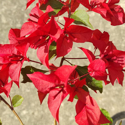 Ruby Red Bougainvillea flower plant