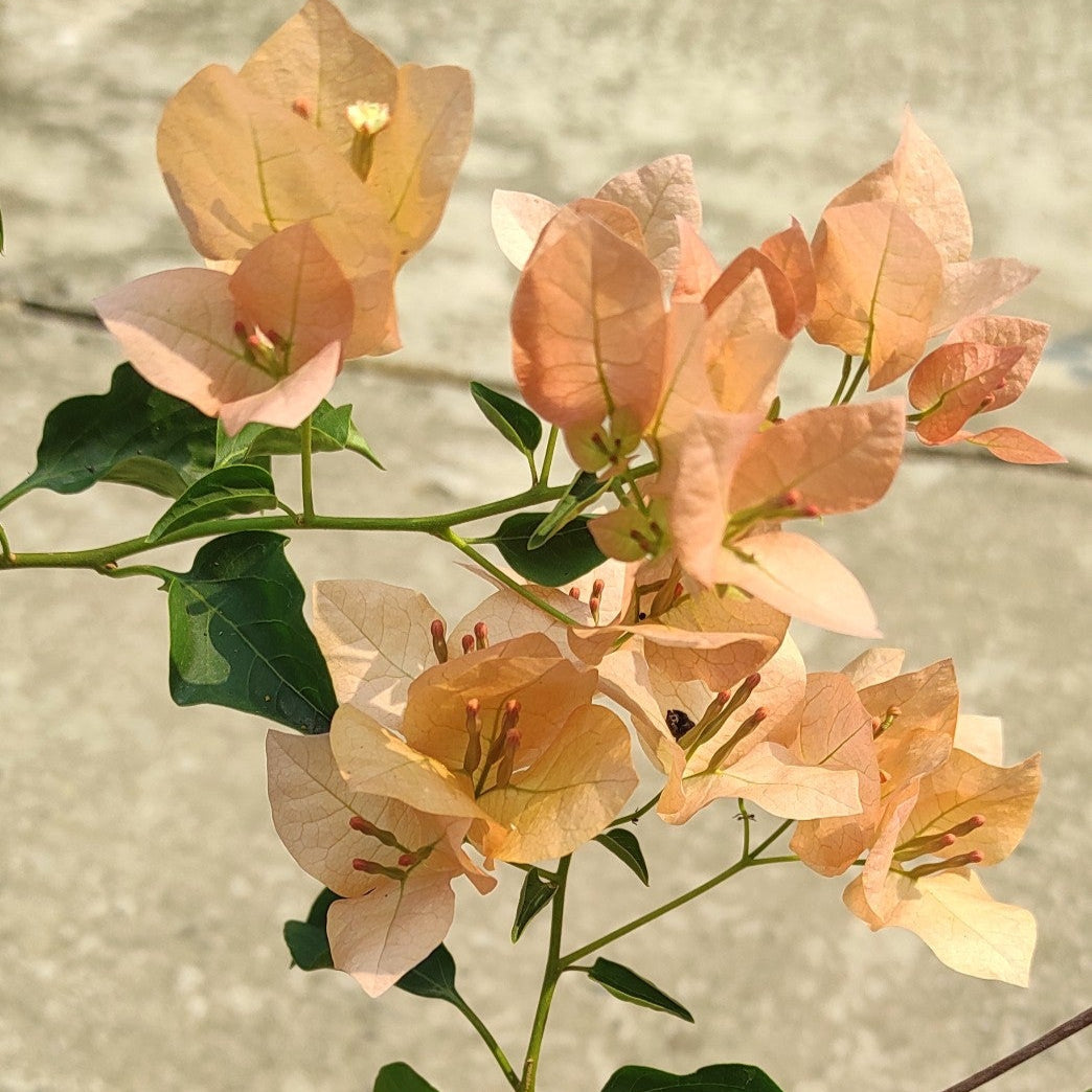 Monalisa Peach Bougainvillea flower plant