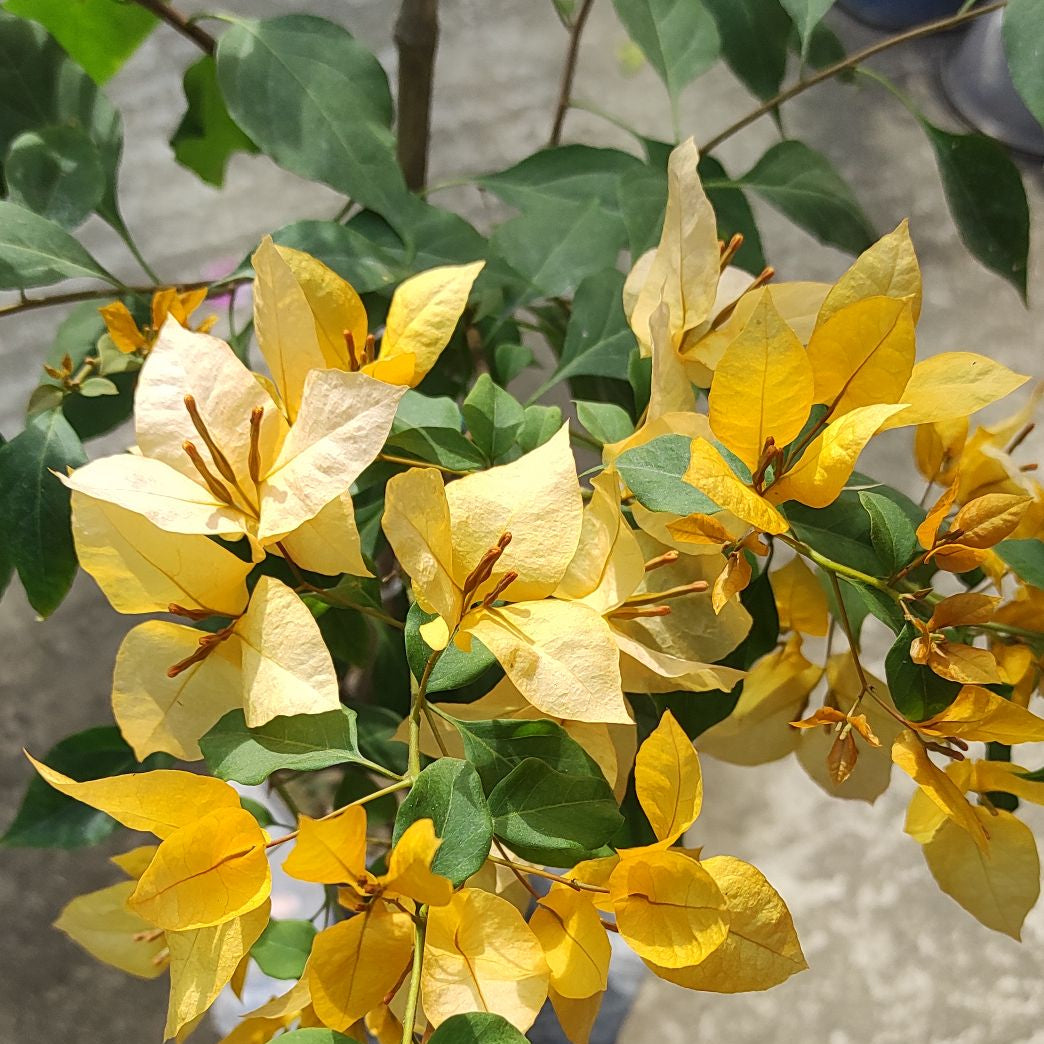 Foxtail Yellow Bougainvillea flower plant