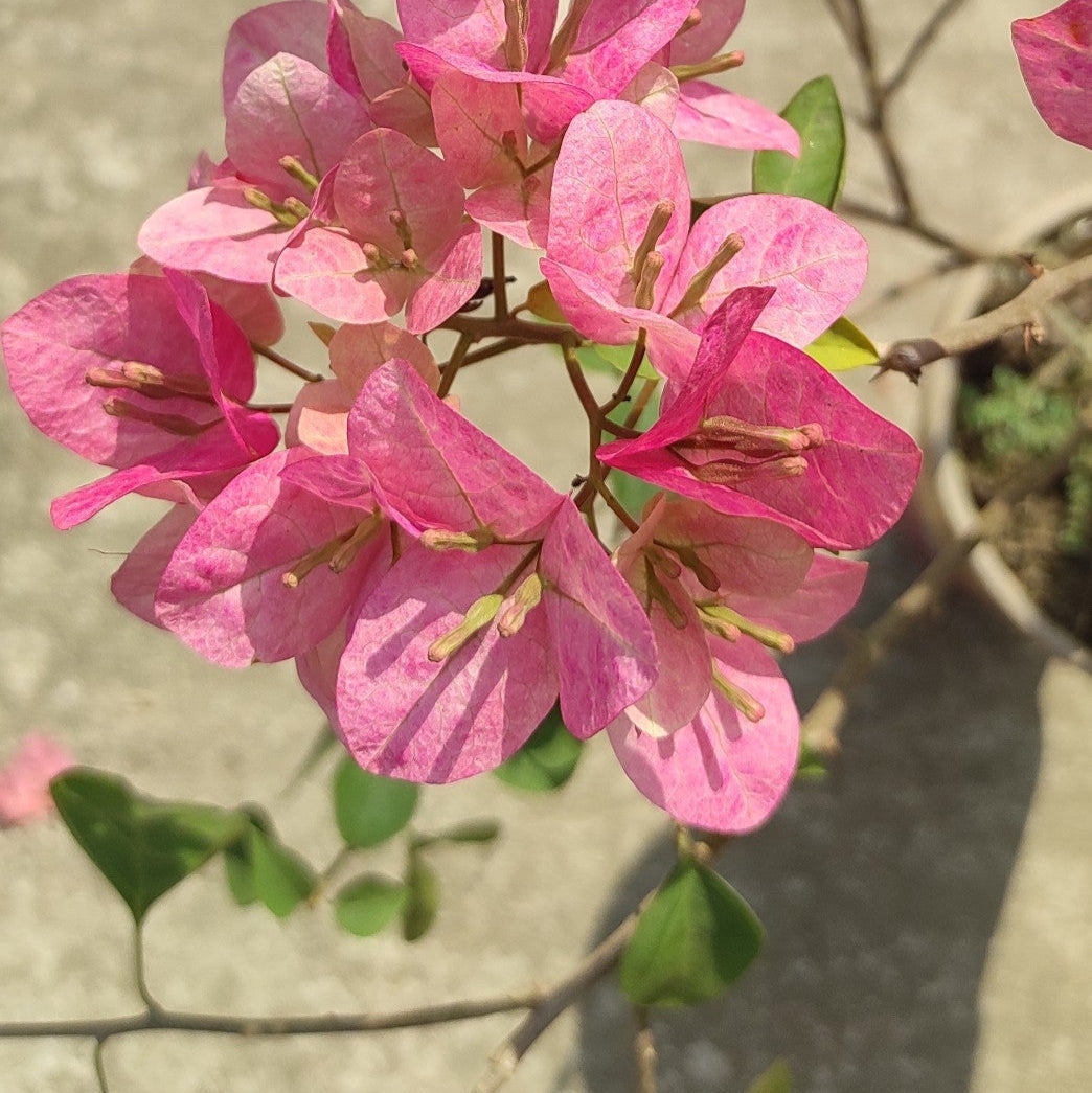 Lady Bird Bougainvillea flower plant