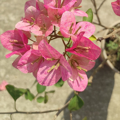 Lady Bird Bougainvillea flower plant