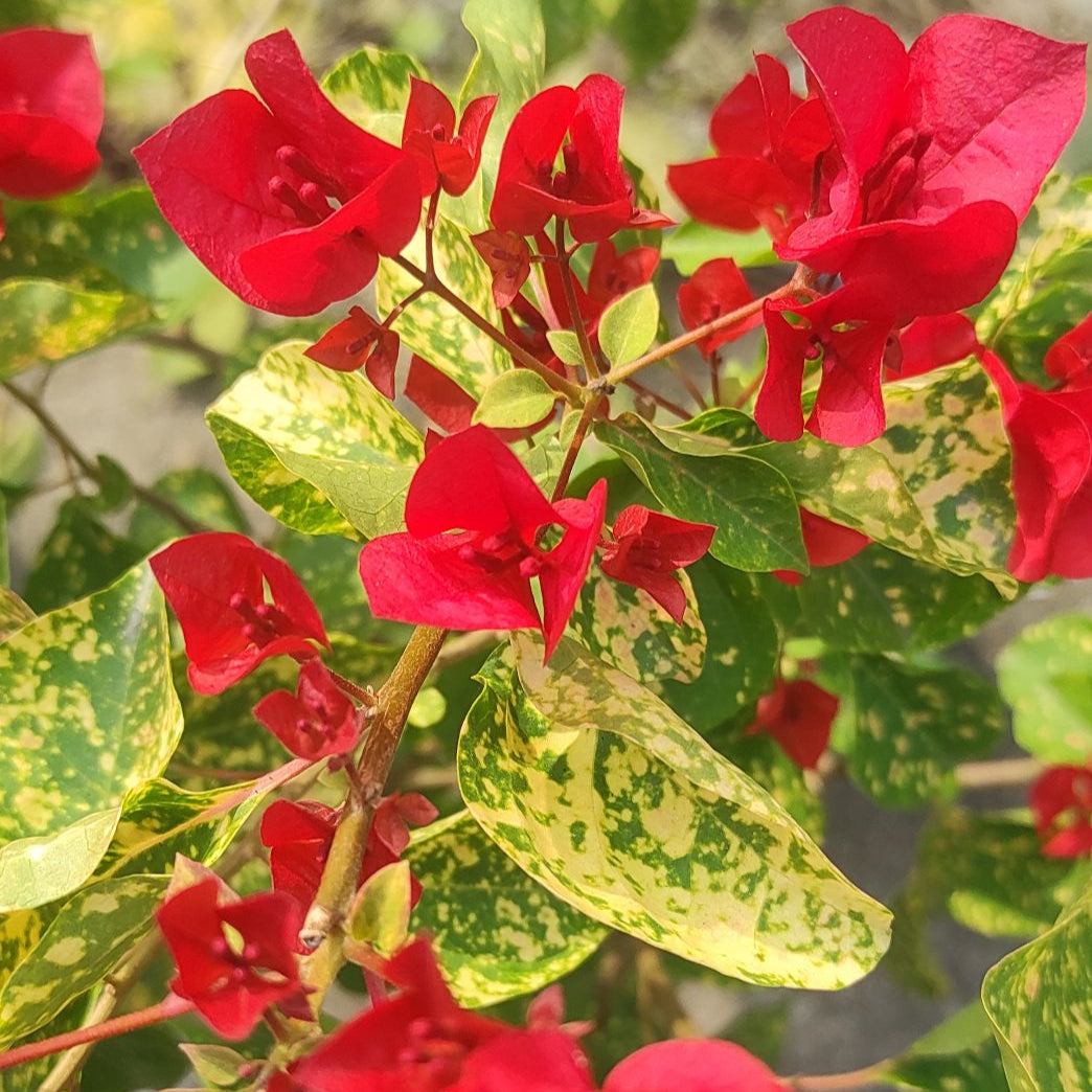 Red Diamond Bougainvillea flower plant