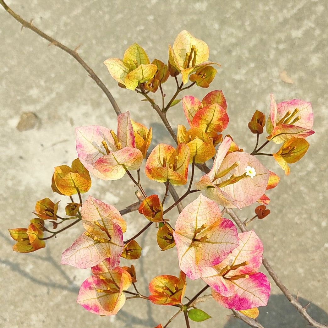 7 Star Bougainvillea flower plant