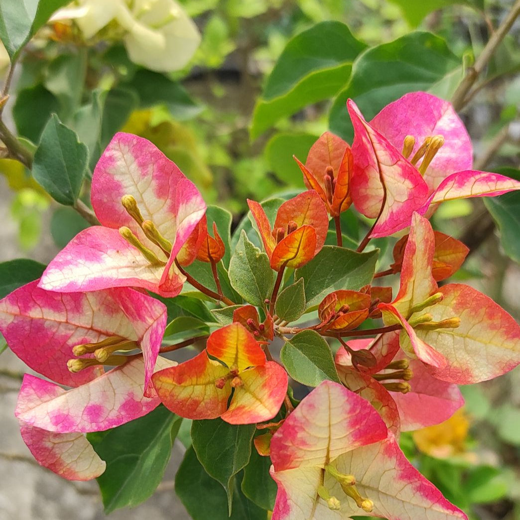 3 Star Bougainvillea flower plant