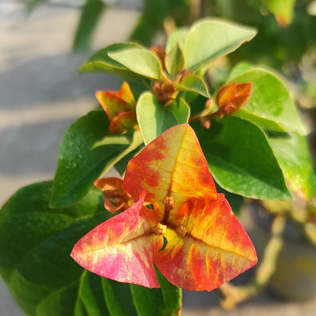 3 Star Bougainvillea flower plant