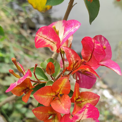 3 Star Bougainvillea flower plant