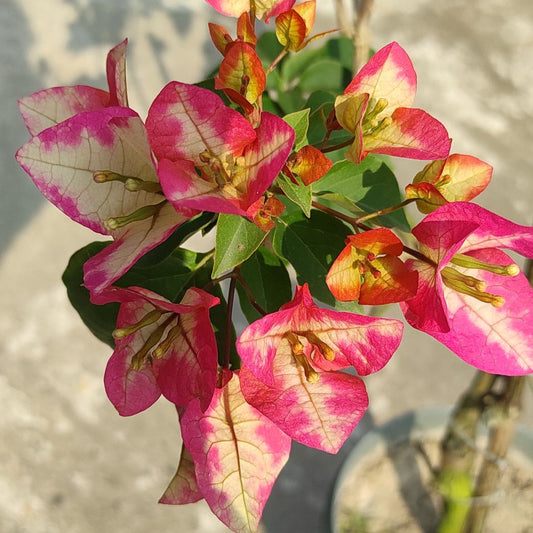 3 Star Bougainvillea flower plant