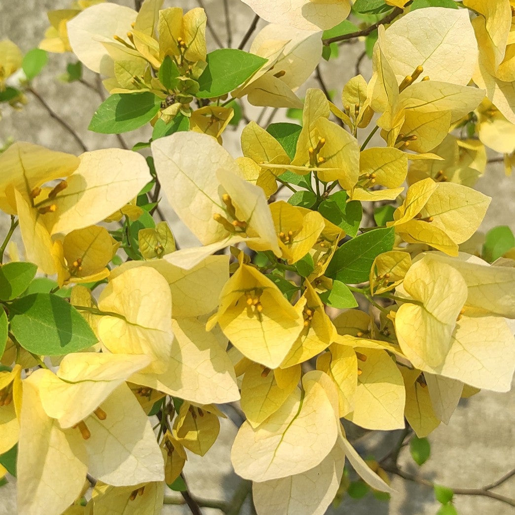 Suvarna Bougainvillea flower plant