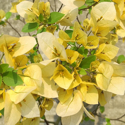 Suvarna Bougainvillea flower plant