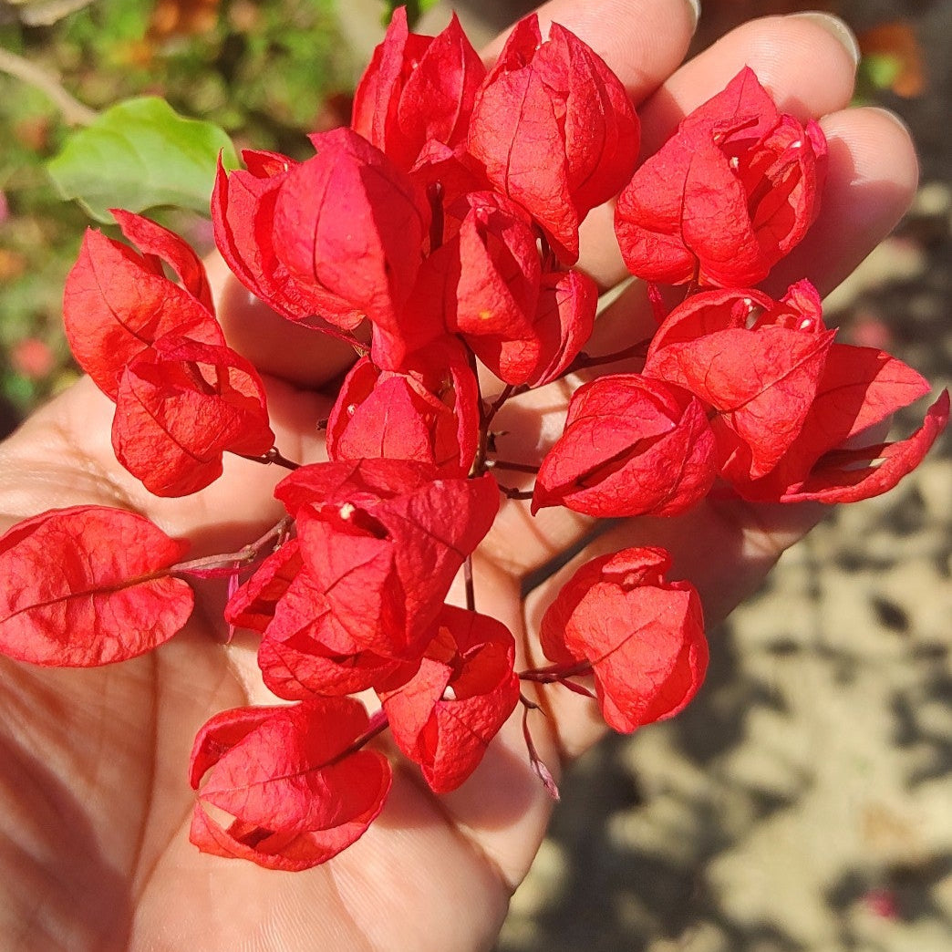 Red Tanglong Bougainvillea flower plant