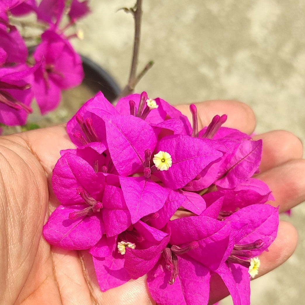 Spectrum Bougainvillea flower plant