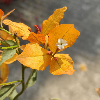 Buterfly Yellow Bougainvillea flower plant