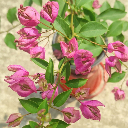 Tanglong Pink Bougainvillea flower plant