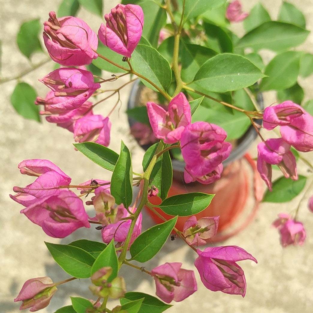 Tanglong Pink Bougainvillea flower plant