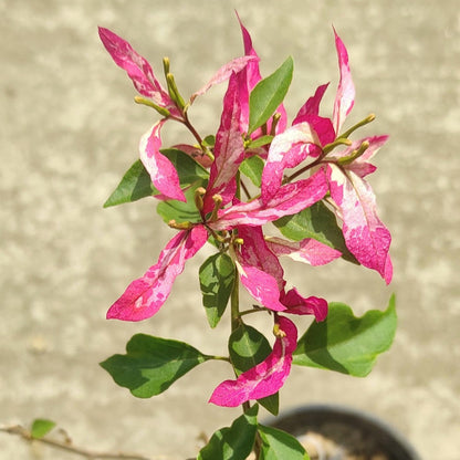 Sexy Ice Bougainvillea flower plant