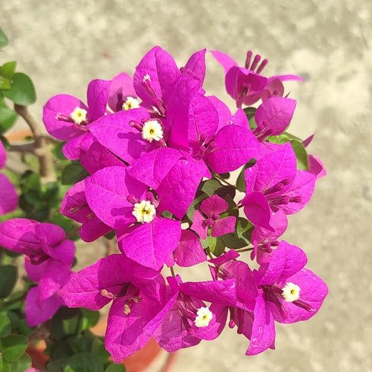 Spectrum Bougainvillea flower plant
