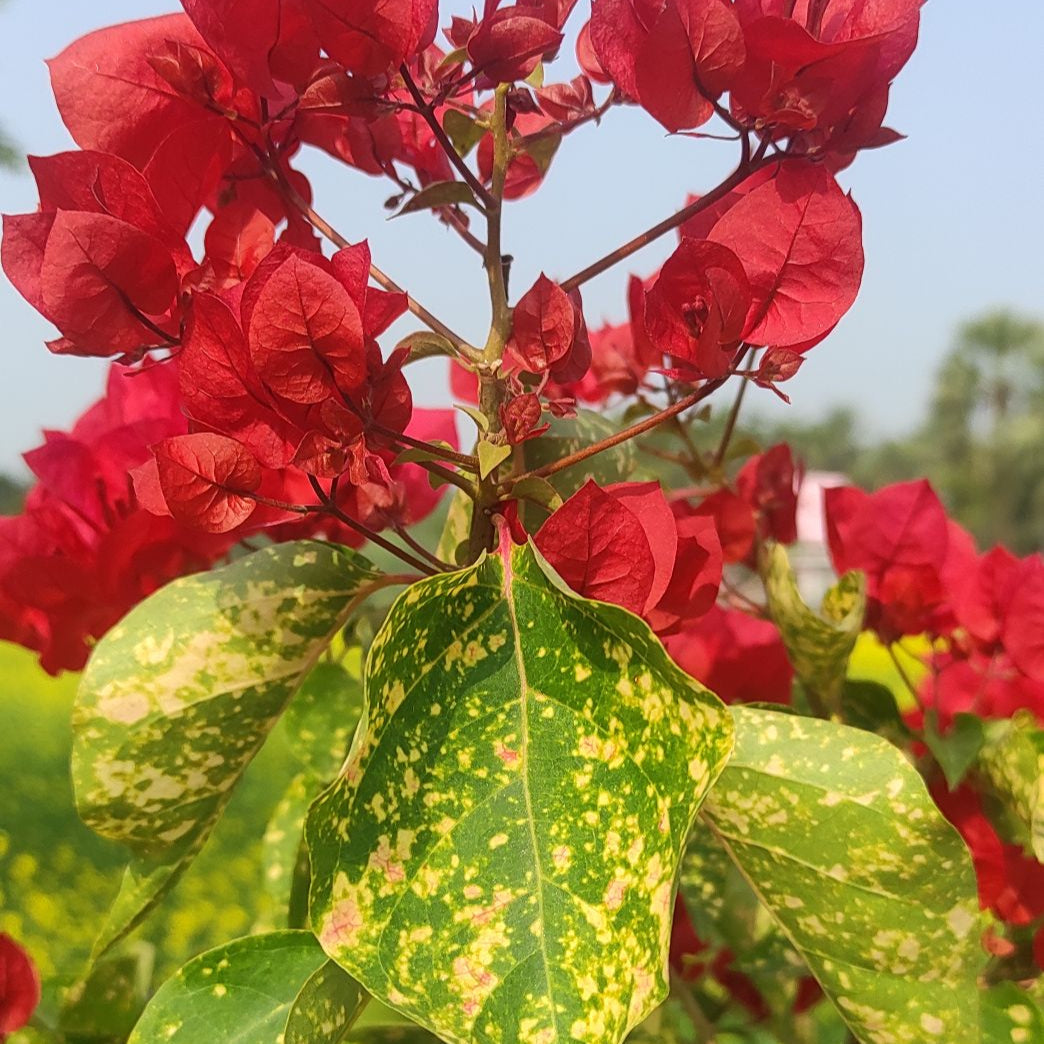 Red Diamond Bougainvillea flower plant