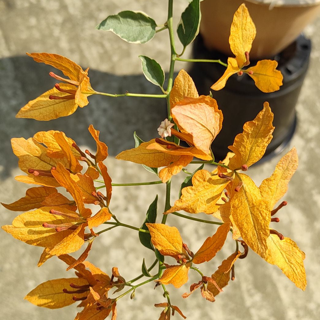 Buterfly Yellow Bougainvillea flower plant