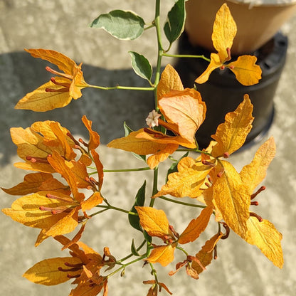 Buterfly Yellow Bougainvillea flower plant