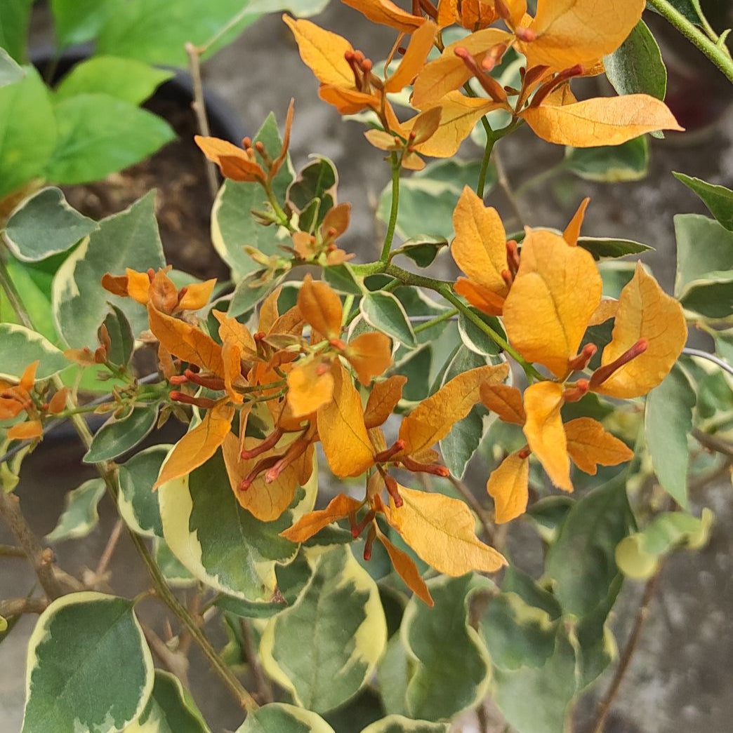 Buterfly Yellow Bougainvillea flower plant