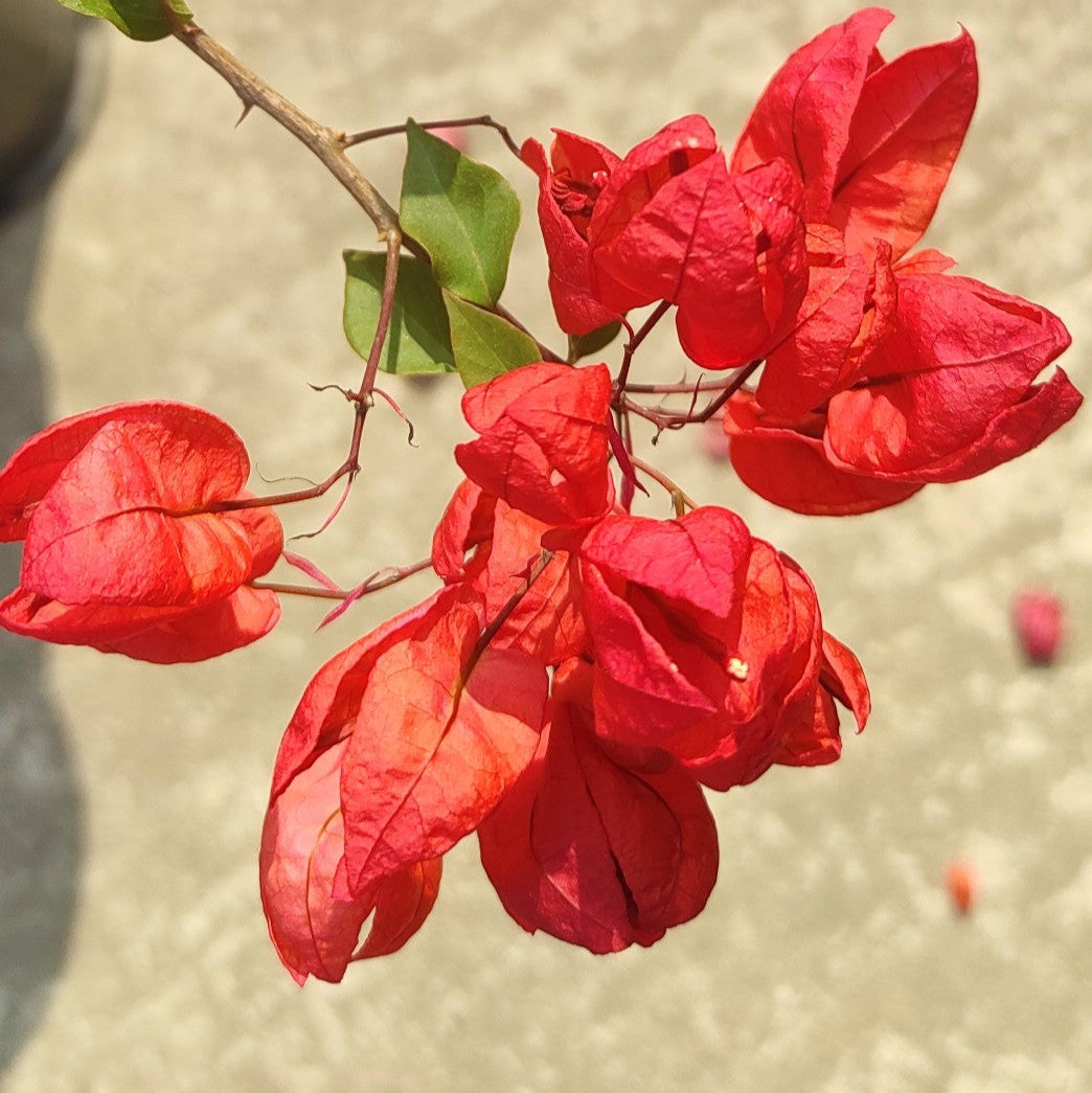 Red Tanglong Bougainvillea flower plant