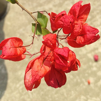 Red Tanglong Bougainvillea flower plant
