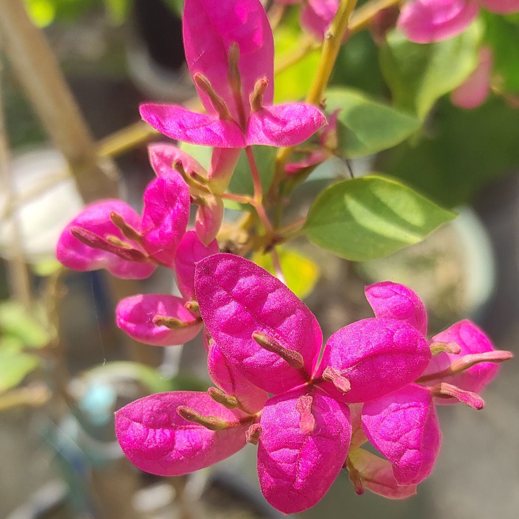Fatima Pink Bougainvillea flower plant