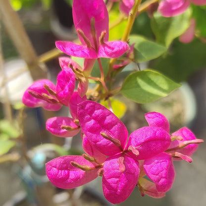 Fatima Pink Bougainvillea flower plant