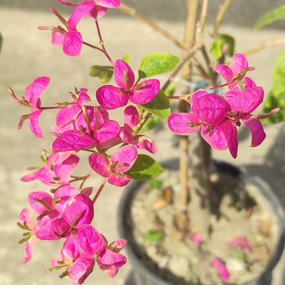 Fatima Pink Bougainvillea flower plant