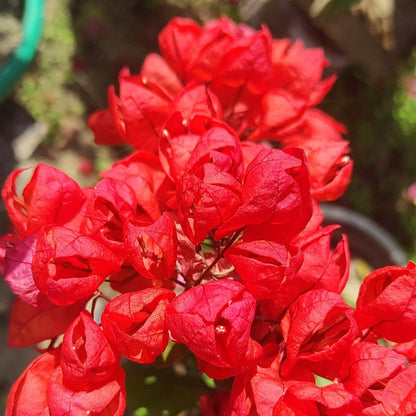 Red Tanglong Bougainvillea flower plant