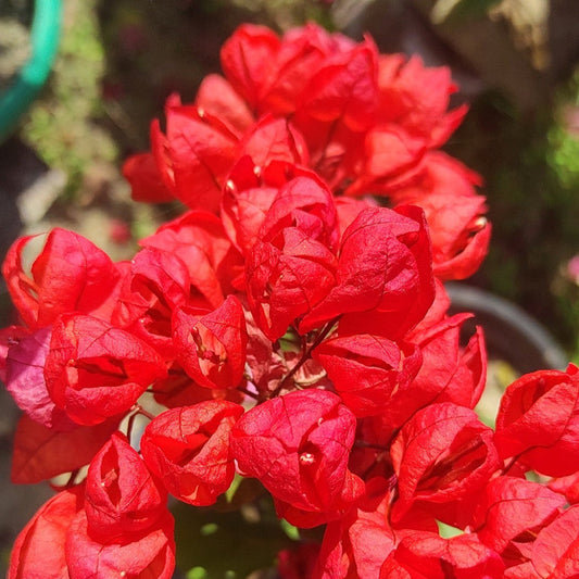 Red Tanglong Bougainvillea flower plant