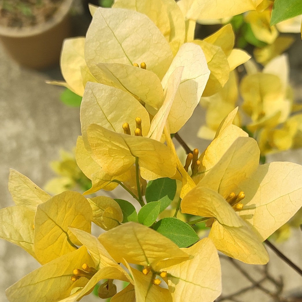 Suvarna Bougainvillea flower plant