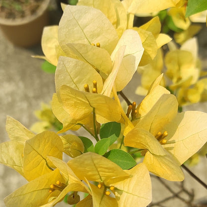Suvarna Bougainvillea flower plant