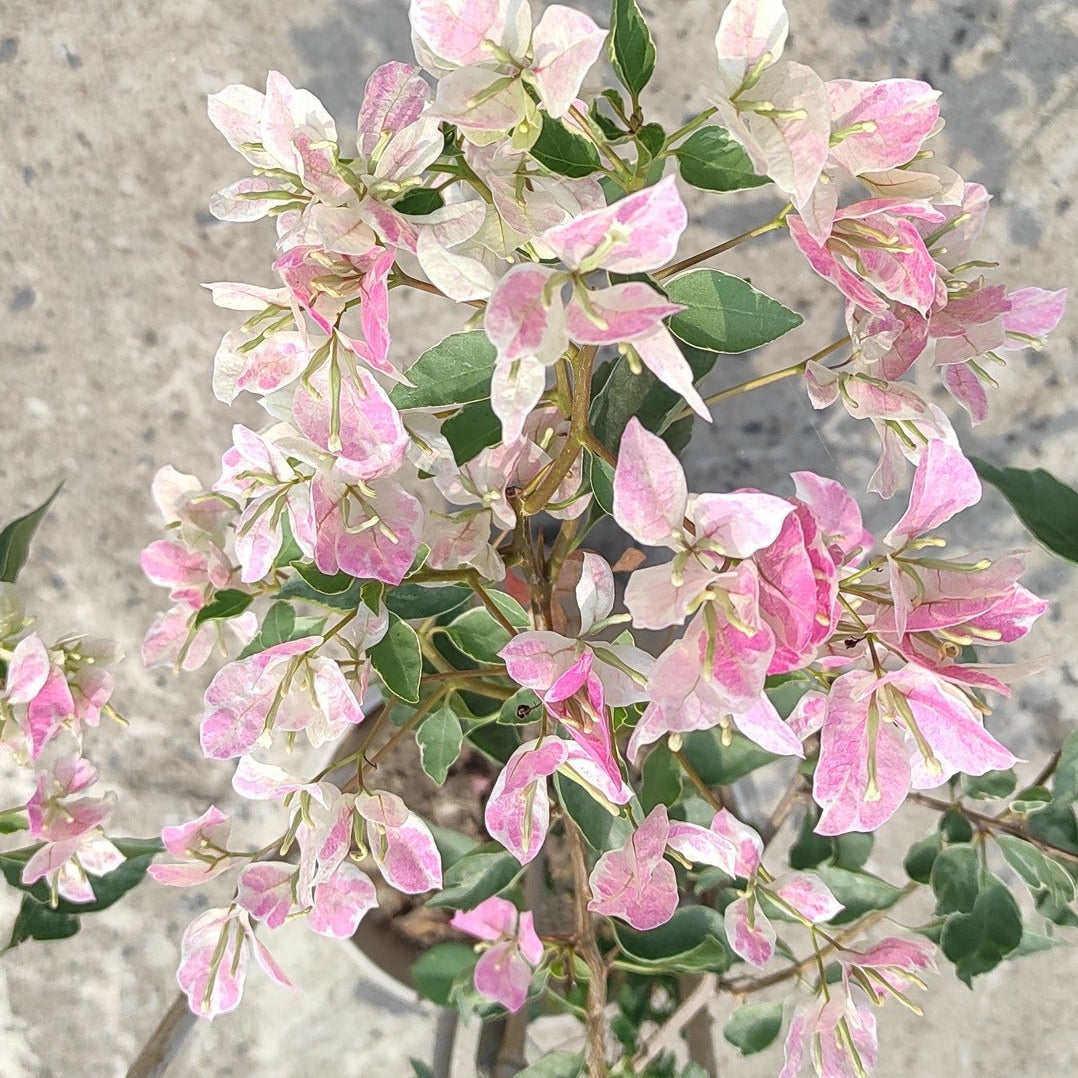 Buterfly Splash Bougainvillea Flower plant