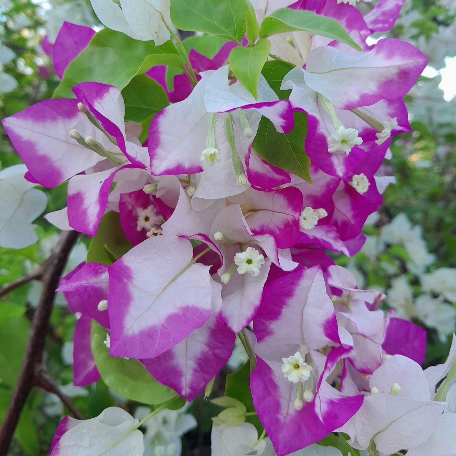 Lipstick Bougainvillea flower plant