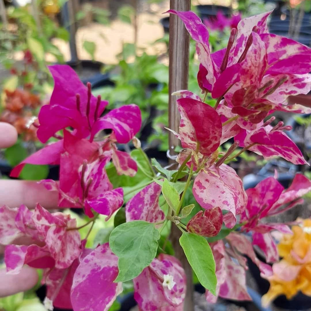 Kristina Bougainvillea flower plant