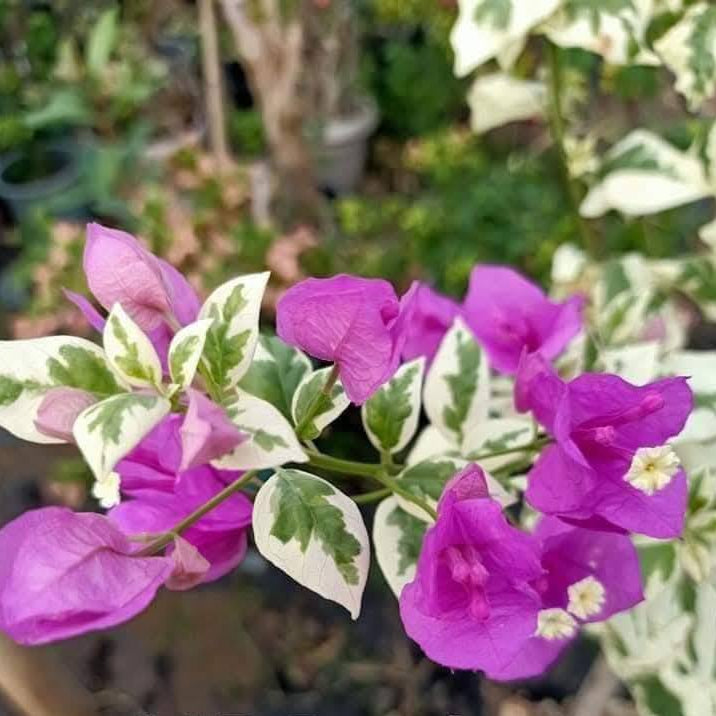 SSB Purple Bougainvillea flower plant