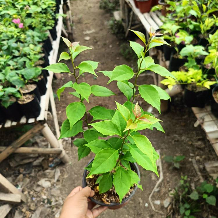 Golden Rao Bougainvillea flower plant