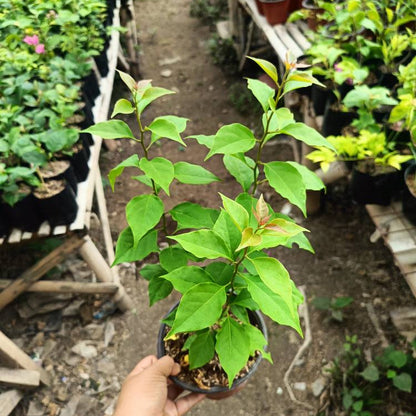 Golden Rao Bougainvillea flower plant