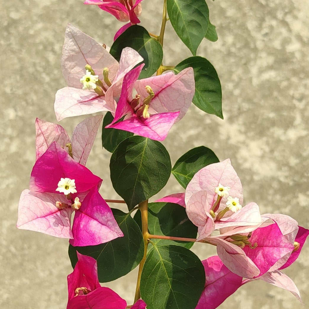 Golden Rao Bougainvillea flower plant