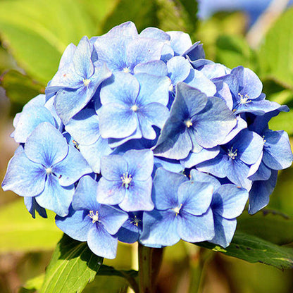 Hydrangea Flower plant