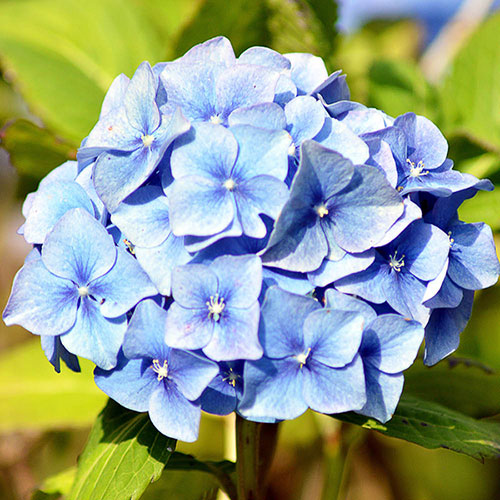 Hydrangea Flower plant