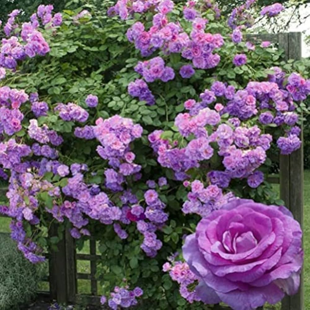 Jasmina | Climbing Rose  Flower Plant - Naturemart.online