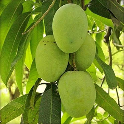 Hybrid Himsagar Mango Fruit Plant - Naturemart.online