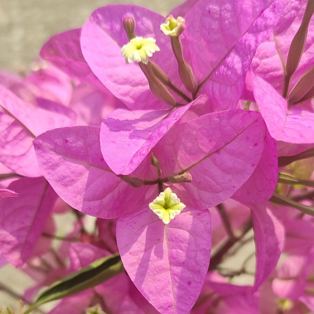 Silhouette Bougainvillea flower plant