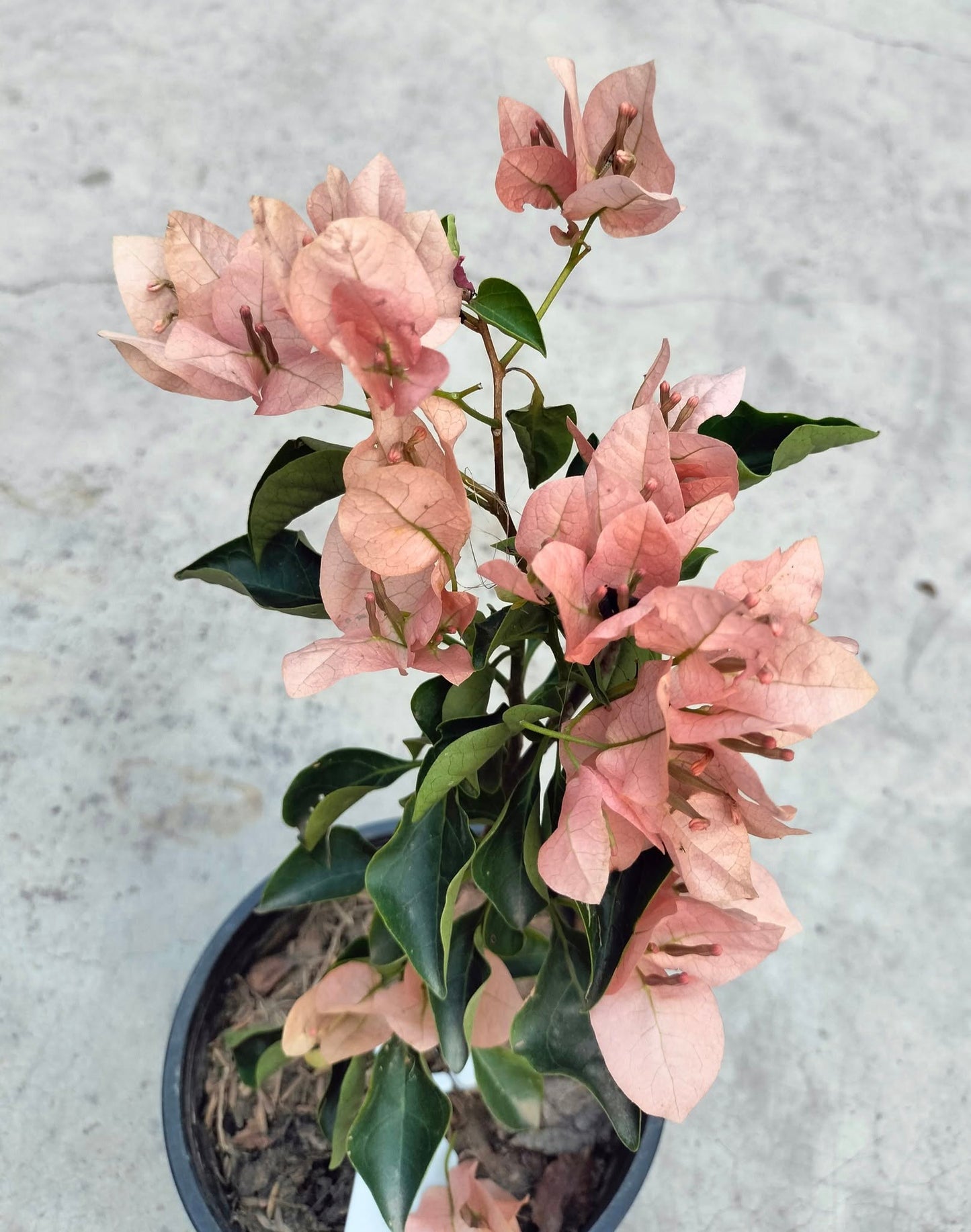 Monalisa Peach Bougainvillea flower plant