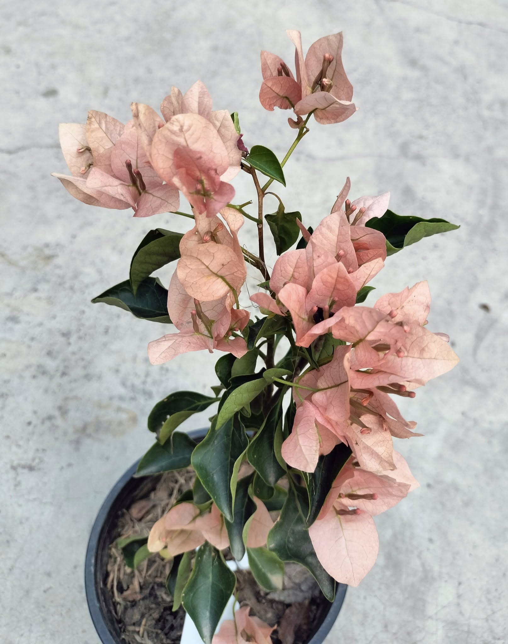Monalisa Peach Bougainvillea flower plant