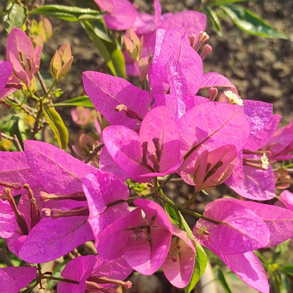 Silhouette Bougainvillea flower plant