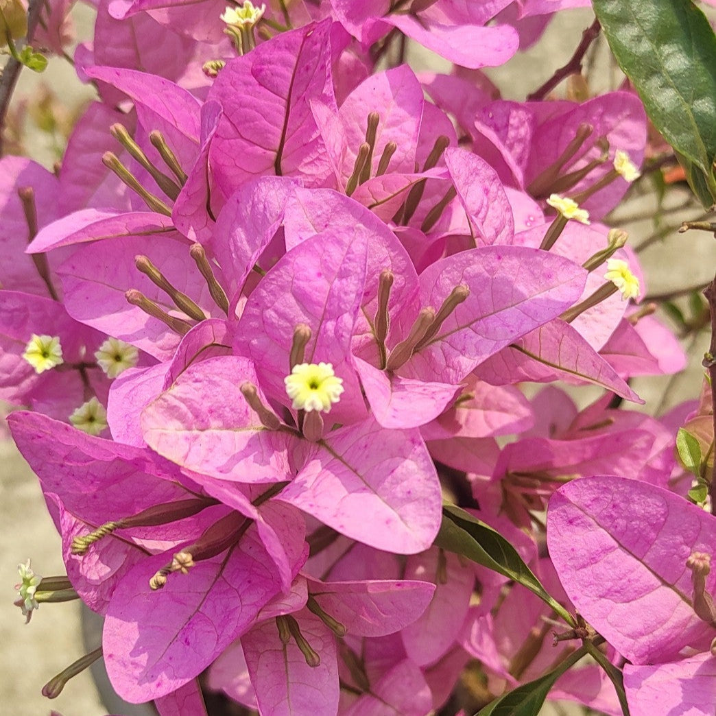 Silhouette Bougainvillea flower plant