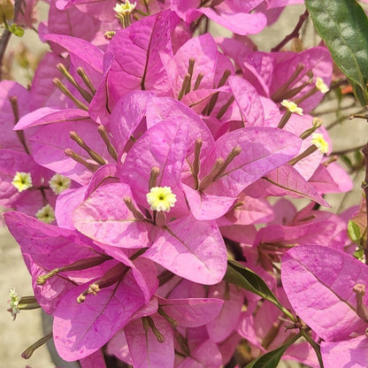 Silhouette Bougainvillea flower plant